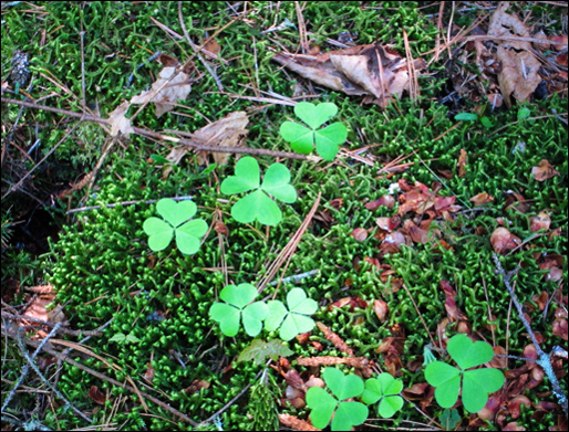 Adirondack Wildflowers: Common Wood Sorrel at the Paul Smiths VIC